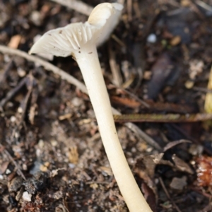 Agarics at Quaama, NSW - 1 May 2020