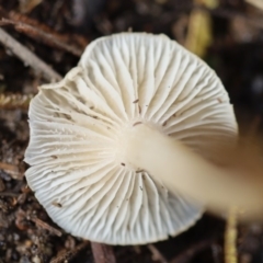 Agarics at Quaama, NSW - 1 May 2020 02:24 PM