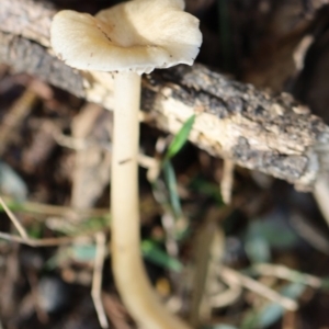 Agarics at Quaama, NSW - 1 May 2020