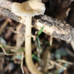 Agarics at Quaama, NSW - 1 May 2020