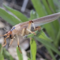 Paragryllacris sp. (genus) (Raspy or Tree cricket) at Michelago, NSW - 23 Dec 2018 by Illilanga