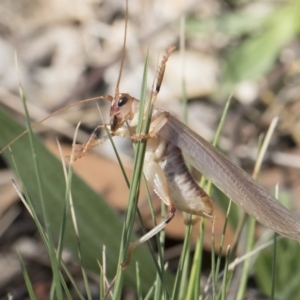 Paragryllacris sp. (genus) at Michelago, NSW - 23 Dec 2018 02:48 PM