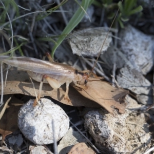 Paragryllacris sp. (genus) at Michelago, NSW - 23 Dec 2018 02:48 PM