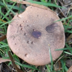 Tylopilus sp. (A Bolete) at Quaama, NSW - 1 May 2020 by FionaG