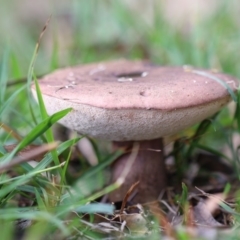 Tylopilus sp. at Quaama, NSW - 1 May 2020