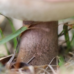 Tylopilus sp. at Quaama, NSW - 1 May 2020