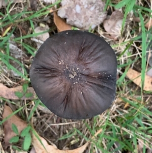 Oudemansiella gigaspora group at Quaama, NSW - 1 May 2020