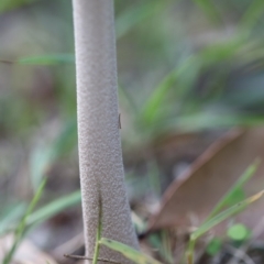 Oudemansiella gigaspora group at Quaama, NSW - 1 May 2020