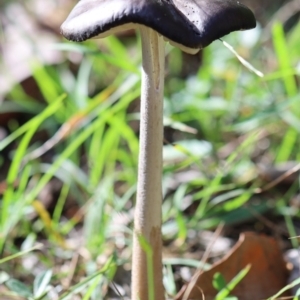 Oudemansiella gigaspora group at Quaama, NSW - 1 May 2020