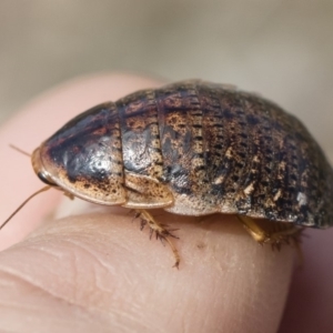 Calolampra sp. (genus) at Michelago, NSW - 5 Oct 2019