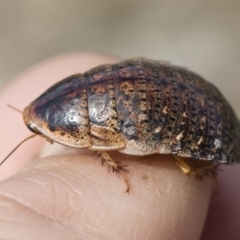 Calolampra sp. (genus) (Bark cockroach) at Illilanga & Baroona - 5 Oct 2019 by Illilanga