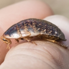 Calolampra sp. (genus) at Michelago, NSW - 5 Oct 2019 10:42 AM