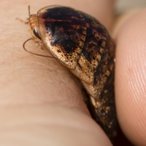 Calolampra sp. (genus) at Michelago, NSW - 5 Oct 2019 10:42 AM