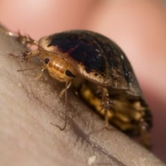 Calolampra sp. (genus) at Michelago, NSW - 5 Oct 2019