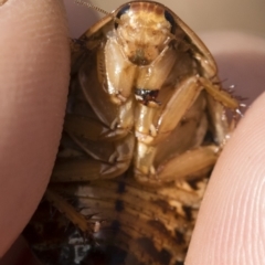 Calolampra sp. (genus) at Michelago, NSW - 5 Oct 2019 10:42 AM