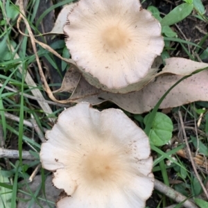 Psathyrella candolleana at Quaama, NSW - 16 Apr 2020