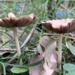 Psathyrella candolleana at Quaama, NSW - 16 Apr 2020