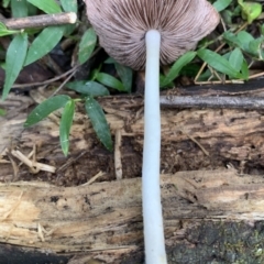 Psathyrella candolleana at Quaama, NSW - 16 Apr 2020