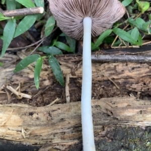 Psathyrella candolleana at Quaama, NSW - 16 Apr 2020