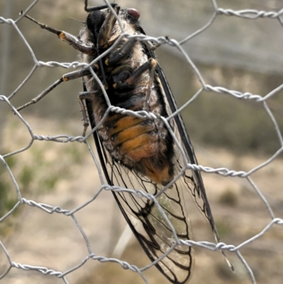 Psaltoda moerens (Redeye cicada) at Michelago, NSW - 7 Dec 2019 by Illilanga