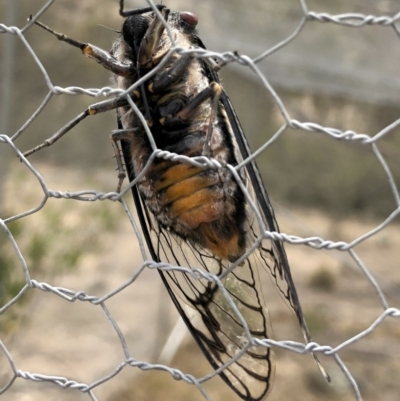 Psaltoda moerens (Redeye cicada) at Illilanga & Baroona - 7 Dec 2019 by Illilanga