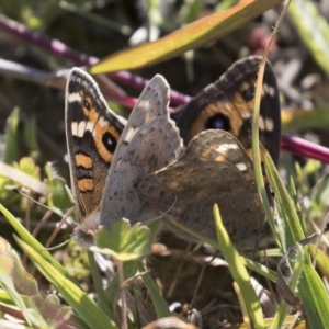 Junonia villida at Michelago, NSW - 27 Apr 2020