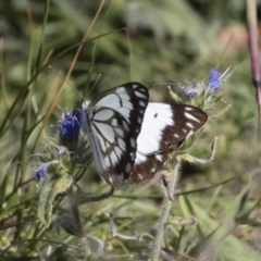 Belenois java (Caper White) at Bredbo, NSW - 7 Apr 2020 by Illilanga