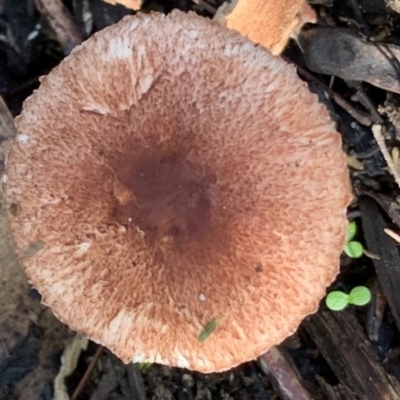 Lepiota s.l. at Quaama, NSW - 27 Mar 2020 by FionaG