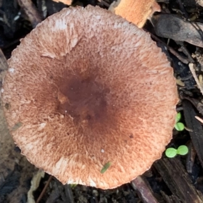 Lepiota sp. at Quaama, NSW - 27 Mar 2020 by FionaG