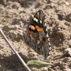 Vanessa kershawi (Australian Painted Lady) at Bredbo, NSW - 7 Apr 2020 by Illilanga