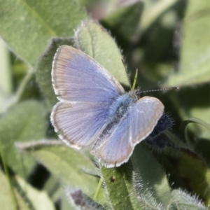 Zizina otis at Michelago, NSW - 12 Apr 2020 12:11 PM