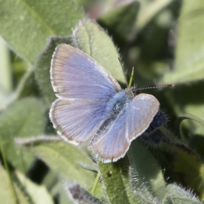 Zizina otis (Common Grass-Blue) at Illilanga & Baroona - 12 Apr 2020 by Illilanga