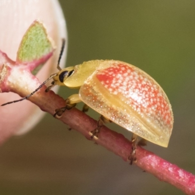 Paropsisterna fastidiosa (Eucalyptus leaf beetle) at Illilanga & Baroona - 27 Apr 2020 by Illilanga