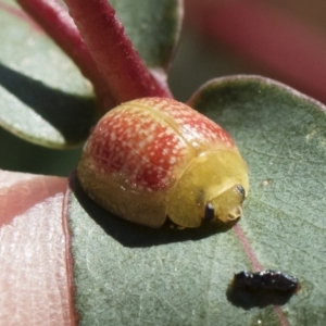 Paropsisterna fastidiosa at Michelago, NSW - 27 Apr 2020