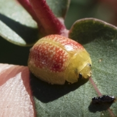 Paropsisterna fastidiosa at Michelago, NSW - 27 Apr 2020