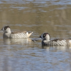 Malacorhynchus membranaceus (Pink-eared Duck) at Michelago, NSW - 27 Apr 2020 by Illilanga