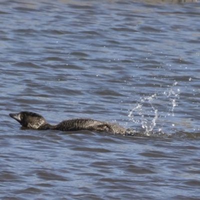 Biziura lobata (Musk Duck) at Illilanga & Baroona - 27 Apr 2020 by Illilanga