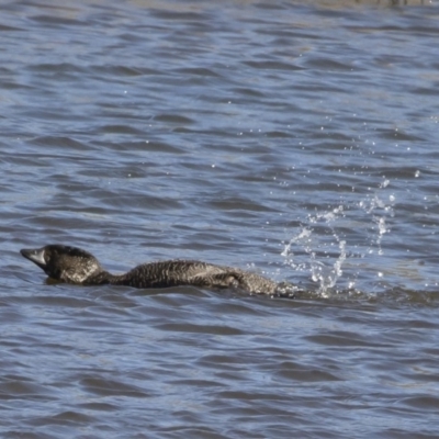 Biziura lobata (Musk Duck) at Michelago, NSW - 27 Apr 2020 by Illilanga