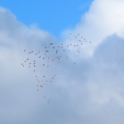 Eolophus roseicapilla (Galah) at Jerrabomberra Wetlands - 1 May 2020 by RodDeb