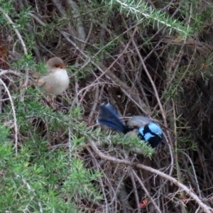 Malurus cyaneus at Fyshwick, ACT - 1 May 2020