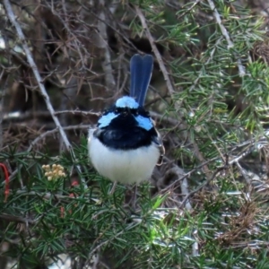 Malurus cyaneus at Fyshwick, ACT - 1 May 2020 01:50 PM