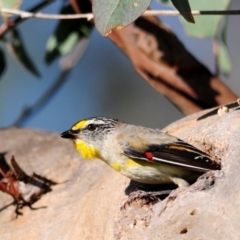 Pardalotus striatus (Striated Pardalote) at Molonglo River Reserve - 11 Dec 2017 by Harrisi