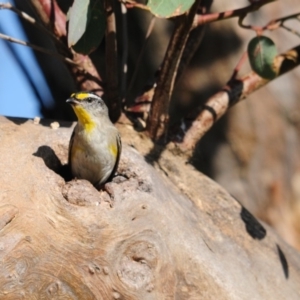 Pardalotus striatus at Molonglo River Reserve - 11 Dec 2017 07:25 AM