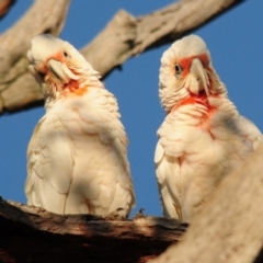 Cacatua tenuirostris (Long-billed Corella) at Kama - 12 Dec 2017 by Harrisi