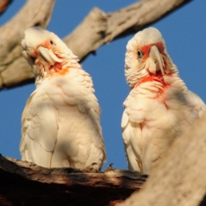 Cacatua tenuirostris at Whitlam, ACT - 13 Dec 2017 06:19 AM