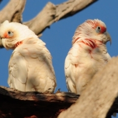 Cacatua tenuirostris at Whitlam, ACT - 13 Dec 2017