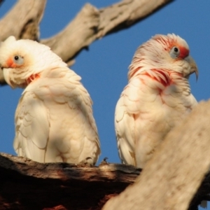 Cacatua tenuirostris at Whitlam, ACT - 13 Dec 2017 06:19 AM