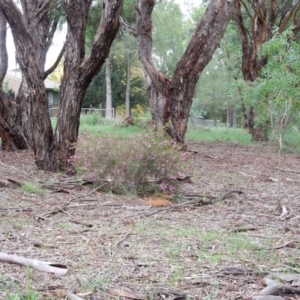 Crowea exalata subsp. exalata at Latham, ACT - 3 Apr 2020