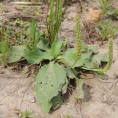 Plantago major (Greater Plantain) at Tuggeranong DC, ACT - 15 Jan 2020 by MichaelBedingfield