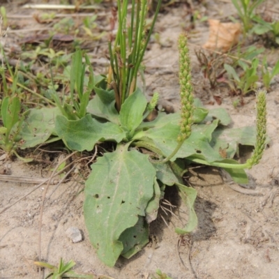 Plantago major (Greater Plantain) at Tuggeranong DC, ACT - 15 Jan 2020 by michaelb